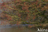Hawthorn (Crataegus )