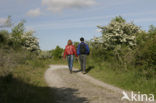 Hawthorn (Crataegus )