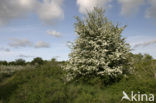 Hawthorn (Crataegus )