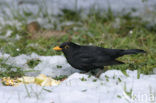 Eurasian Blackbird (Turdus merula)