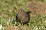 Eurasian Blackbird (Turdus merula)