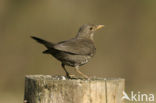 Eurasian Blackbird (Turdus merula)