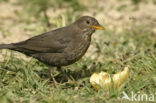 Eurasian Blackbird (Turdus merula)