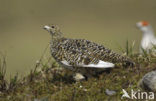 Moerassneeuwhoen (Lagopus lagopus)