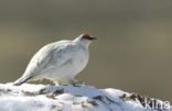 Moerassneeuwhoen (Lagopus lagopus)