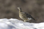 Moerassneeuwhoen (Lagopus lagopus)