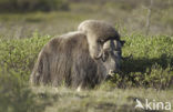 Muskusos (Ovibos moschatus)