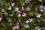 Muurleeuwenbek (Cymbalaria muralis)