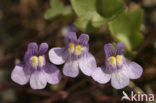 Muurleeuwenbek (Cymbalaria muralis)