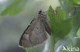 Grey Pine Carpet (Thera obeliscata)