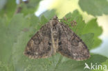 Grey Pine Carpet (Thera obeliscata)
