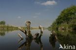 Nationaal Park De Alde Feanen