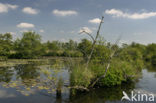 National Park De Alde Feanen