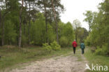 National Park Drents-Friese Wold