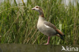 Egyptian Goose (Alopochen aegyptiaca)