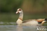 Egyptian Goose (Alopochen aegyptiaca)