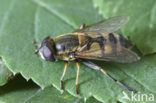 Noordse pendelvlieg (Helophilus affinis)