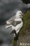 Northern Fulmar (Fulmarus glacialis)