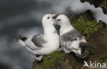 Noordse Stormvogel (Fulmarus glacialis)