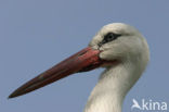 White Stork (Ciconia ciconia)