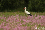 White Stork (Ciconia ciconia)