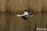 White Stork (Ciconia ciconia)