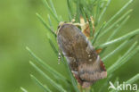 Lesser Broad-bordered Yellow Underwing (Noctua janthe)