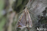 Oranje agaatspanner (Eulithis testata)