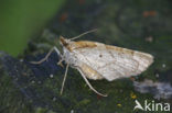 Oranje agaatspanner (Eulithis testata)