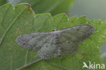 Small Dusty Wave (Idaea seriata)