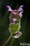 Paarse dovenetel s.s. (Lamium purpureum)