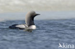 Pacific Loon