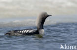 Pacific Loon