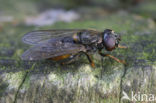 Cheilosia scutellata