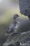 Parakeet Auklet (Cyclorrhynchus psittacula)