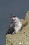 Parakeet Auklet (Cyclorrhynchus psittacula)