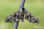 Eyed Hawk-moth (Smerinthus ocellata)