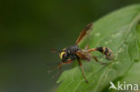 Physocephala rufipes