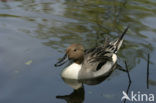 Northern Pintail (Anas acuta)