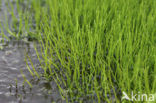 Pillwort (Pilularia globulifera)