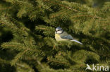 Blue Tit (Parus caeruleus)