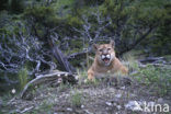 Poema (Puma concolor)