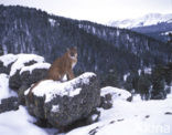 Cougar