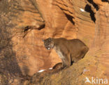 Poema (Puma concolor)