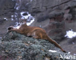 Poema (Puma concolor)