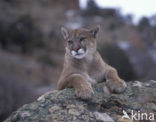 Poema (Puma concolor)