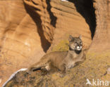 Poema (Puma concolor)