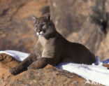 Poema (Puma concolor)