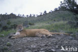 Poema (Puma concolor)