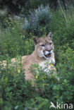 Poema (Puma concolor)